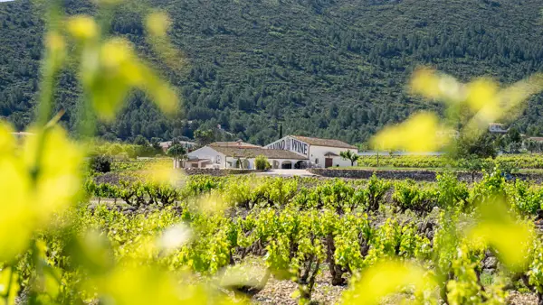 Udsigt over vinmarkerne hos vingården Pepe Mendoza i Costa Blanca i Spanien.