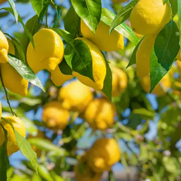 Citroner i Limone i Italien.