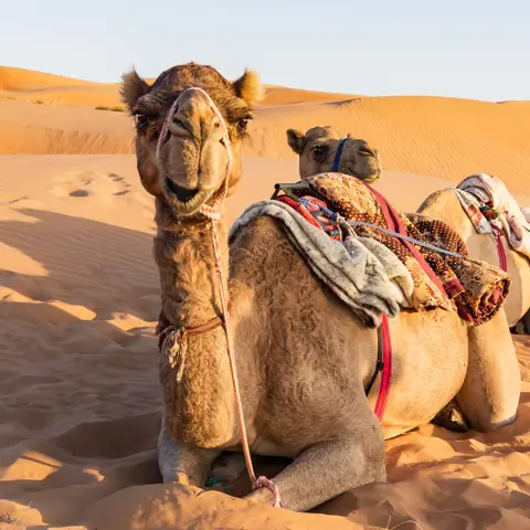 Oman Wahiba Oerken Kamel